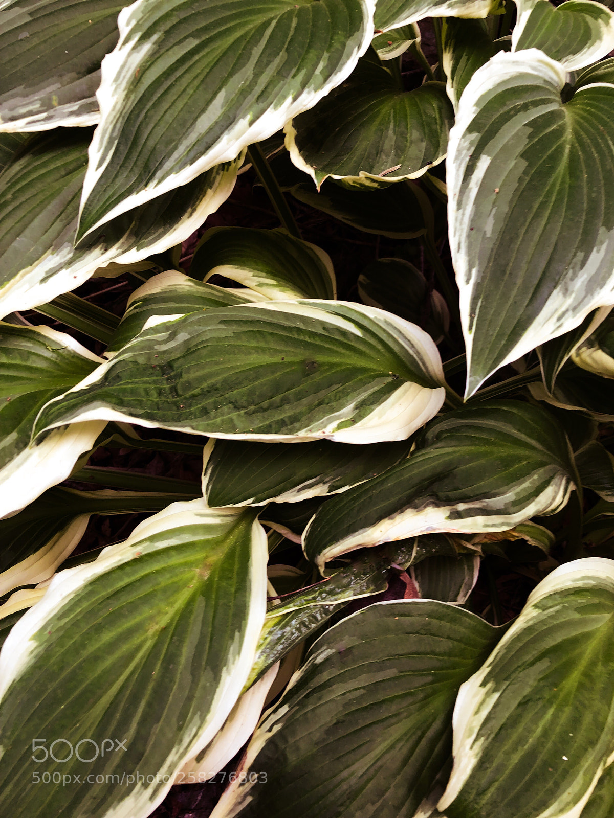 Apple iPhone 8 Plus sample photo. Foliage  photography