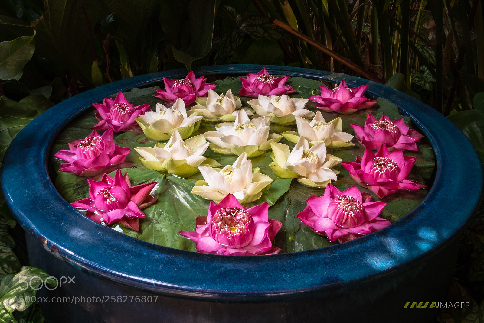 Panasonic Lumix DMC-FZ200 sample photo. Tub with lotus flowers photography