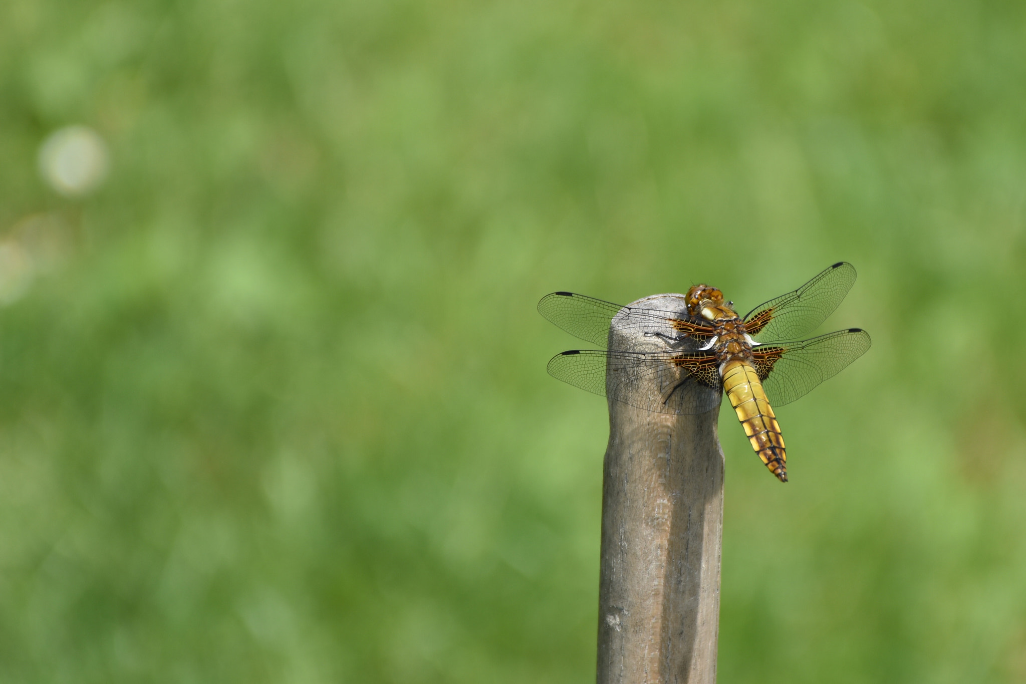 Nikon D5600 sample photo. Libellule photography