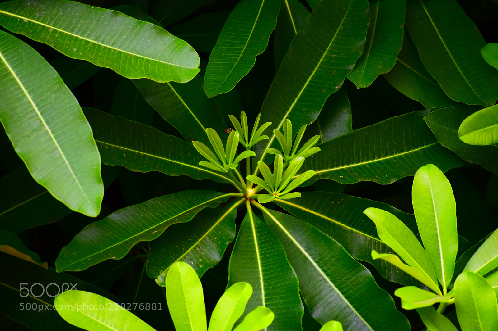 Nikon D3400 sample photo. #greenisawesome photography