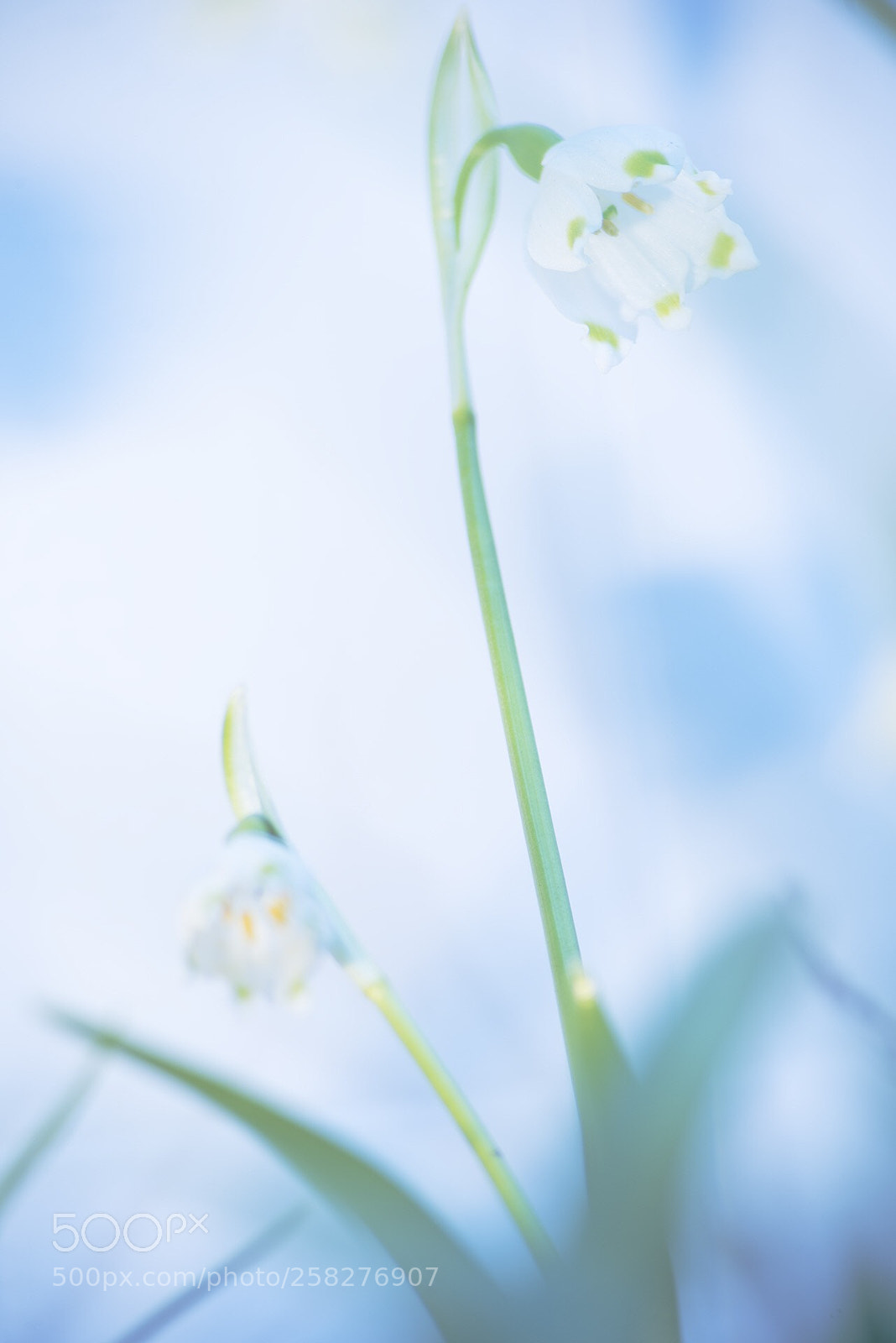 Nikon D810 sample photo. Spring snowflake  photography