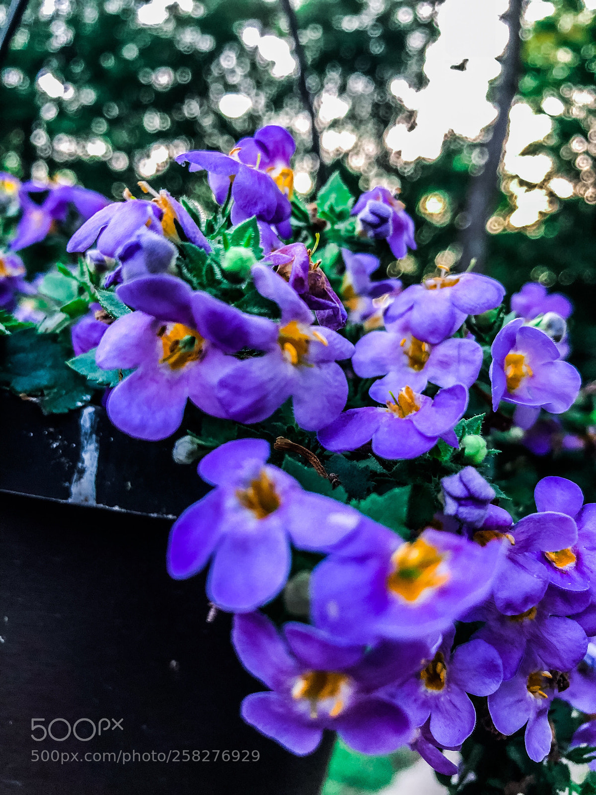Apple iPhone 8 Plus sample photo. Purple  photography