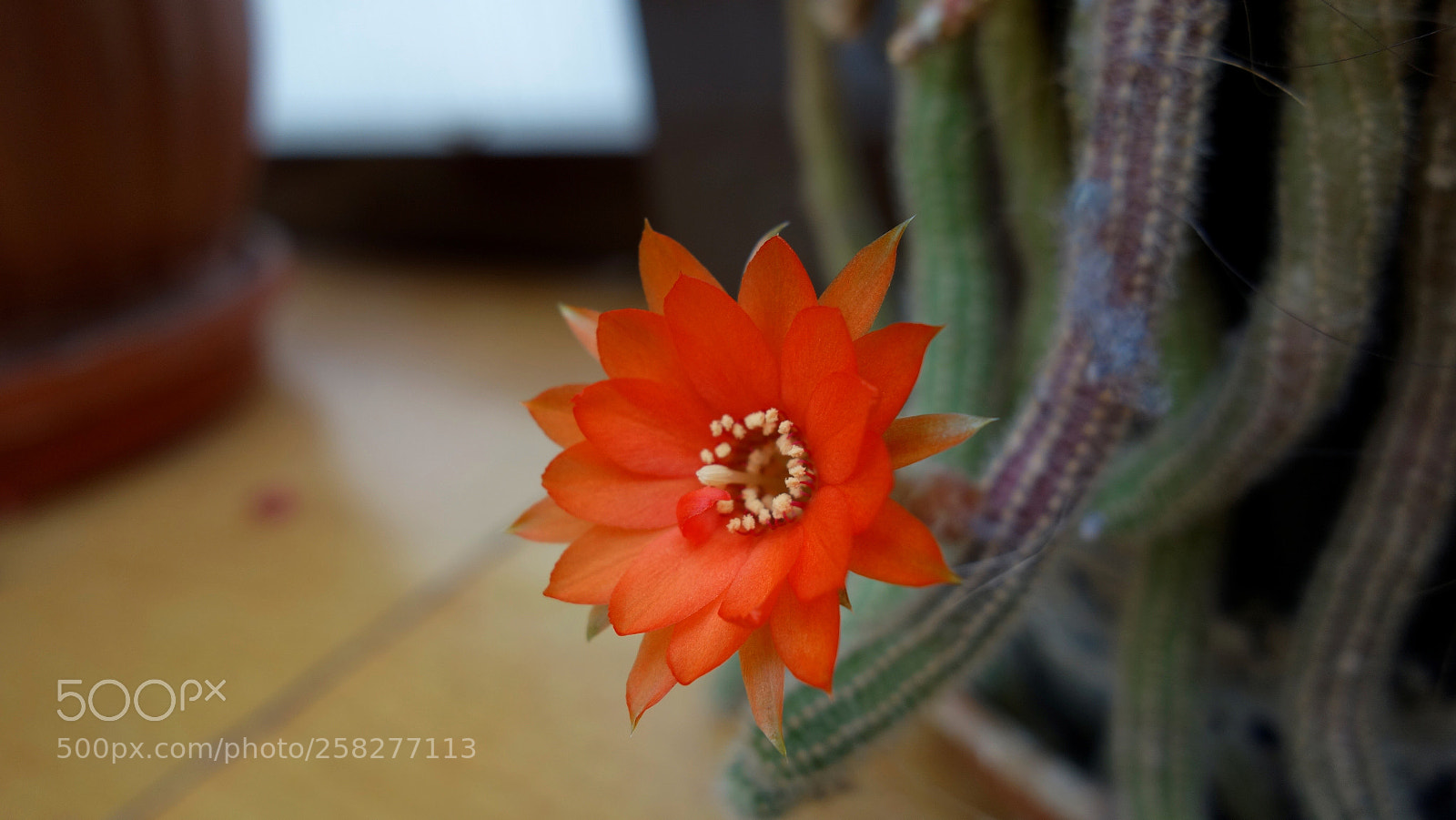 Sony Cyber-shot DSC-RX100 sample photo. Cactus photography