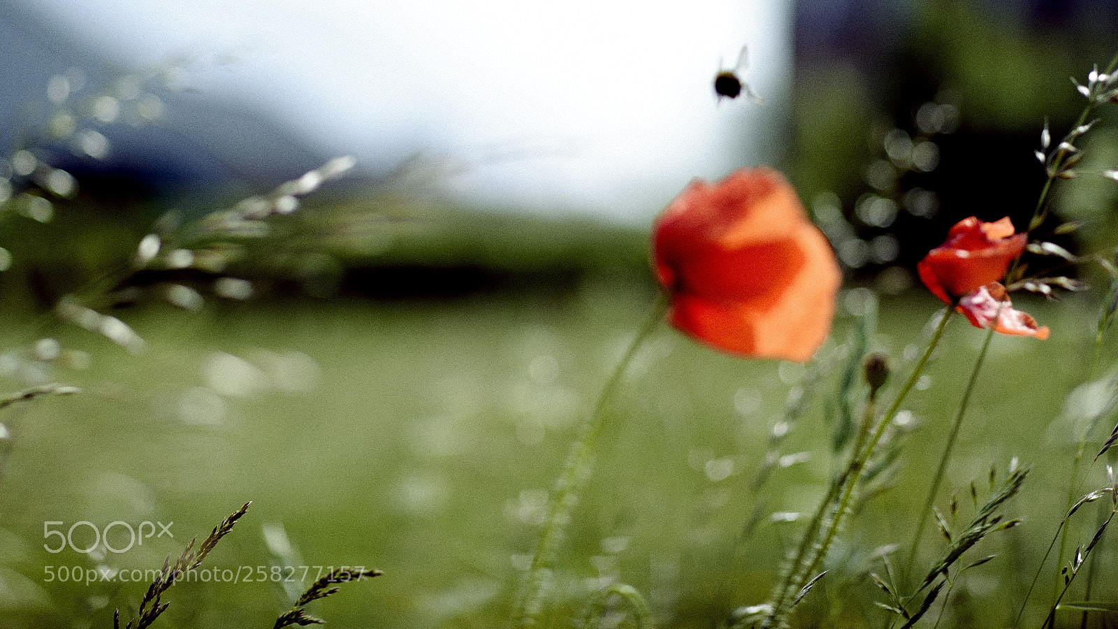 Nikon D800 sample photo. Winderig ..bee! photography