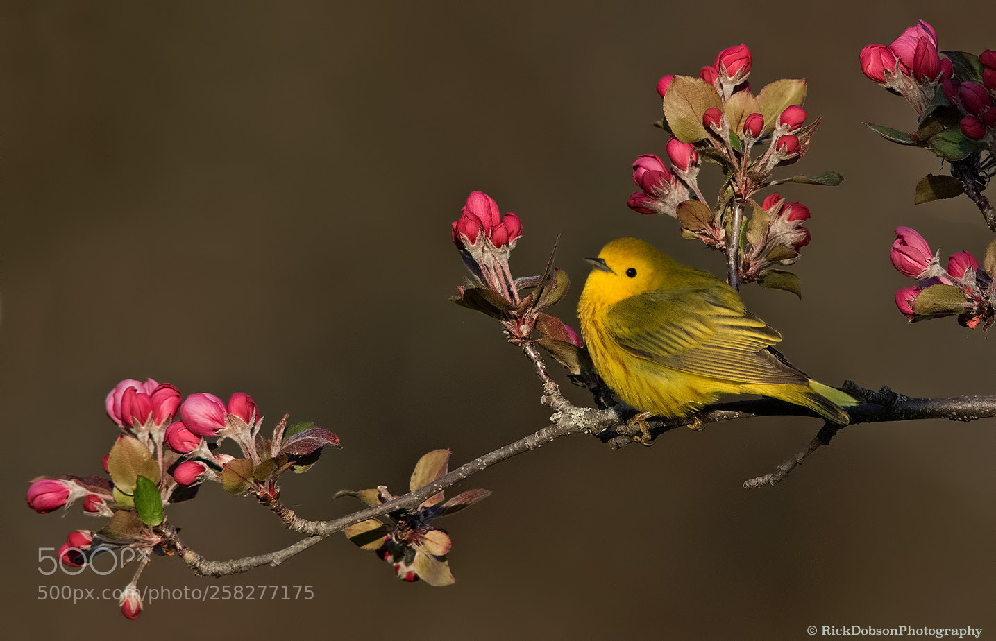 Canon EOS 7D Mark II sample photo. Yellow warbler apple tree photography