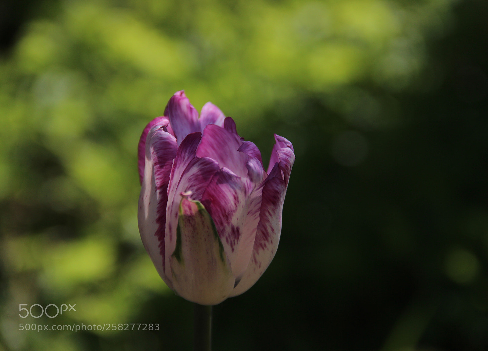Canon EOS 600D (Rebel EOS T3i / EOS Kiss X5) sample photo. Lilac tulip photography