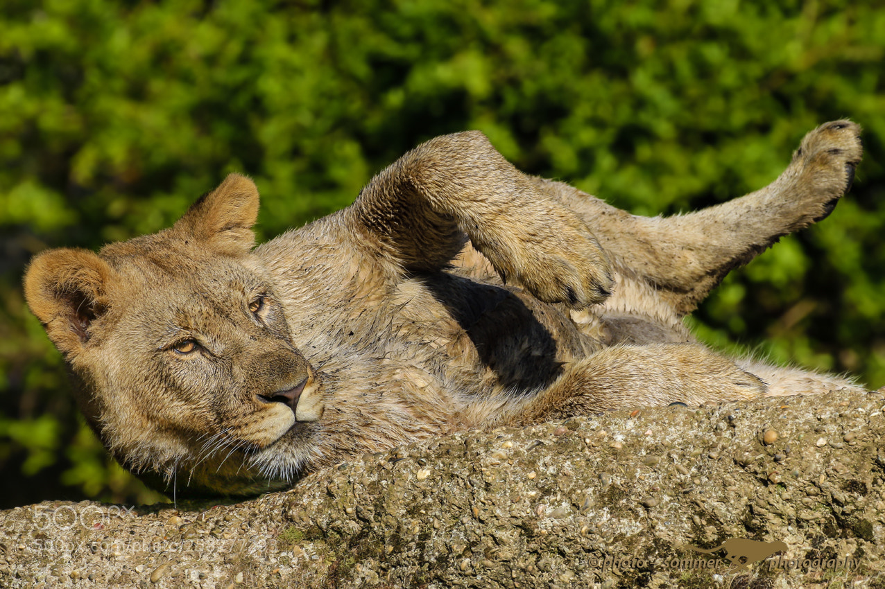 Canon EOS 70D sample photo. Young lioness photography