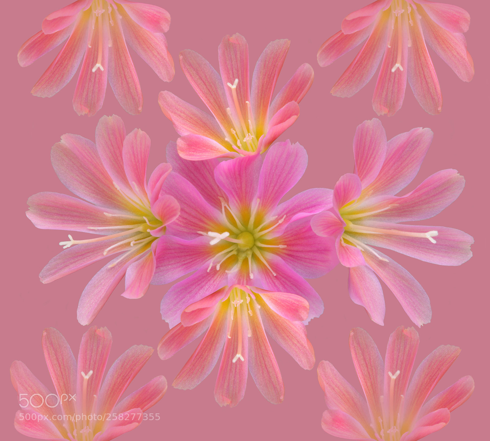 Canon EOS 5D Mark II sample photo. Lewisia photography