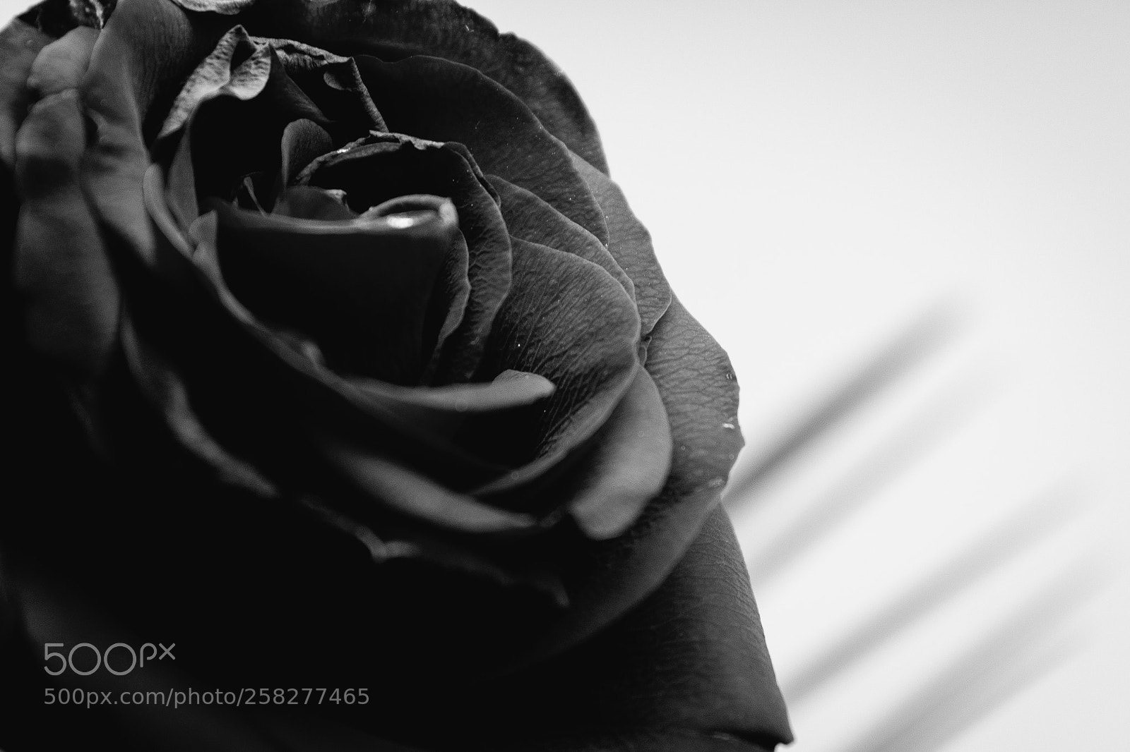 Canon EOS 1300D (EOS Rebel T6 / EOS Kiss X80) sample photo. Queen photography