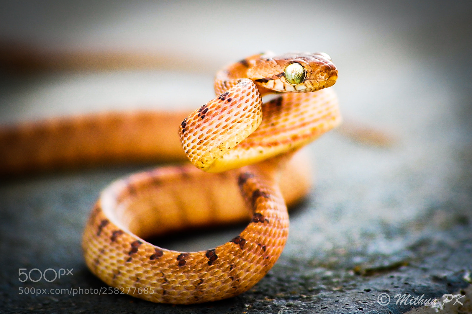 Nikon D40 sample photo. The malabar pit viper photography