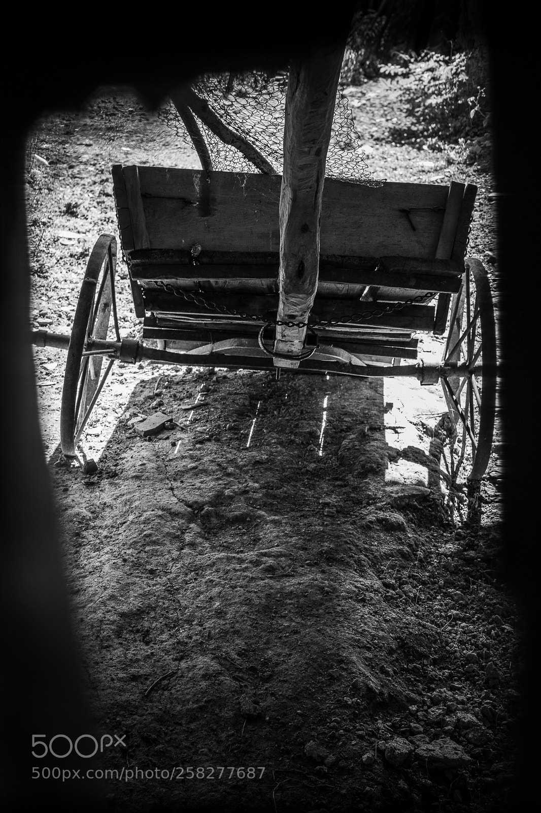 Canon EOS 5D Mark IV sample photo. Horse carriage photography