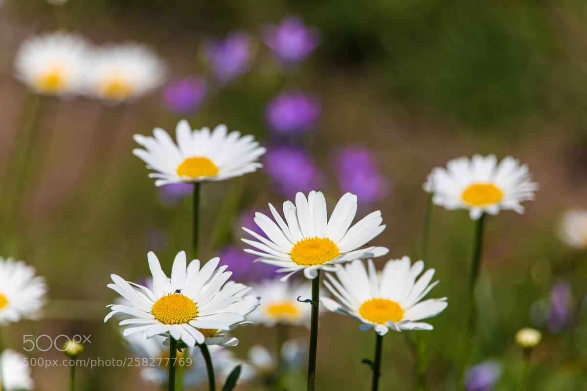 Canon EOS 6D sample photo. Daisy flowers photography