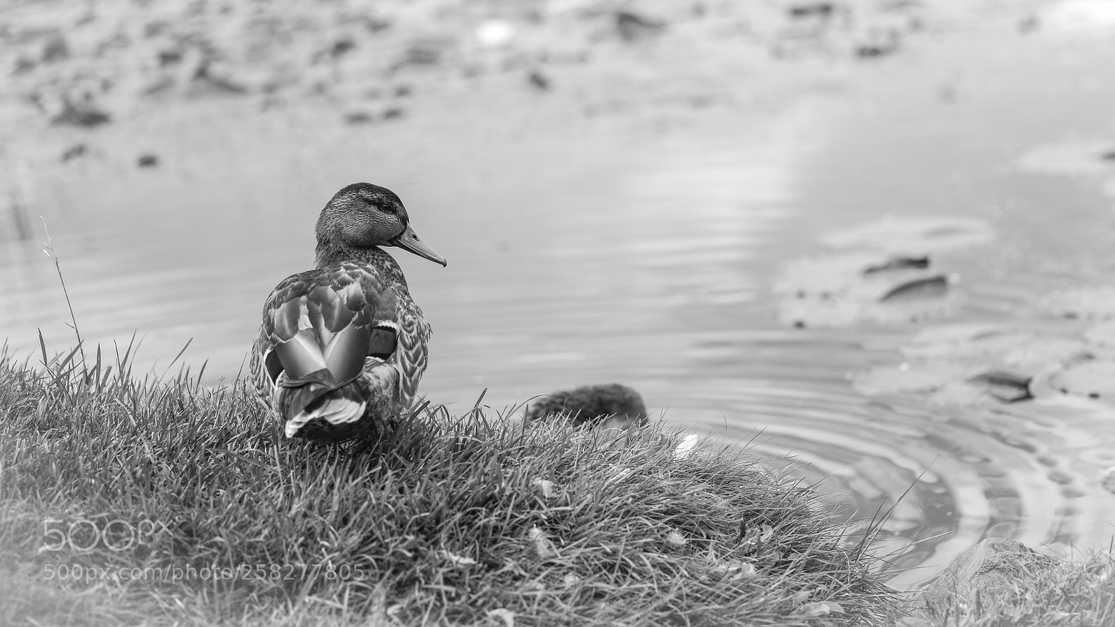 Nikon D600 sample photo. Awesome nature b&w  photography