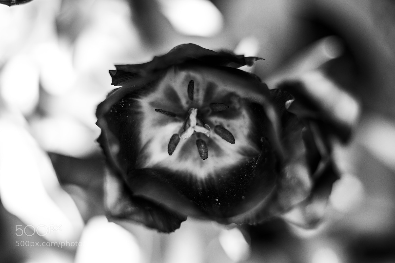 Canon EOS 100D (EOS Rebel SL1 / EOS Kiss X7) sample photo. Tulip shapes photography