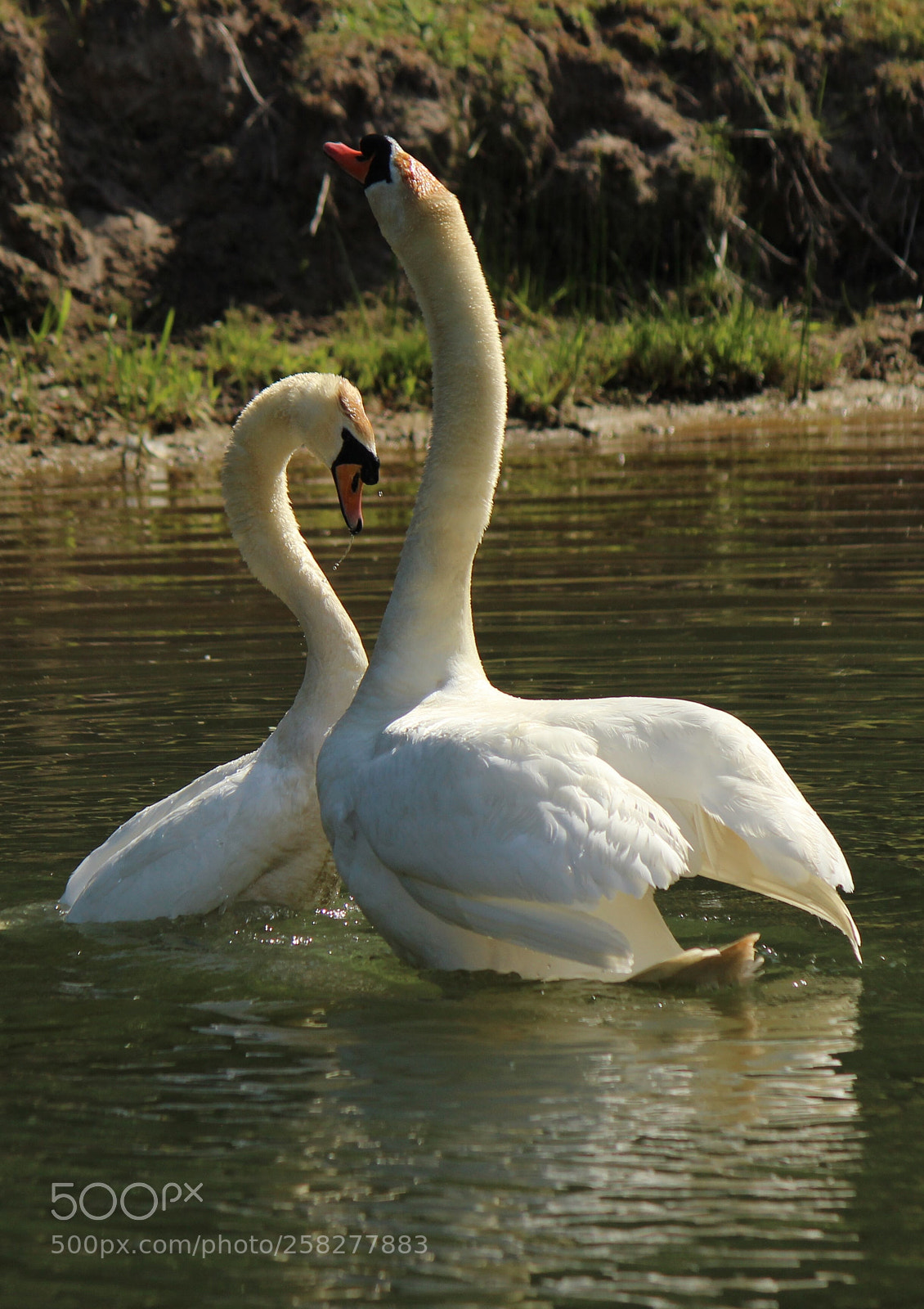 Canon EOS 600D (Rebel EOS T3i / EOS Kiss X5) sample photo. Love photography