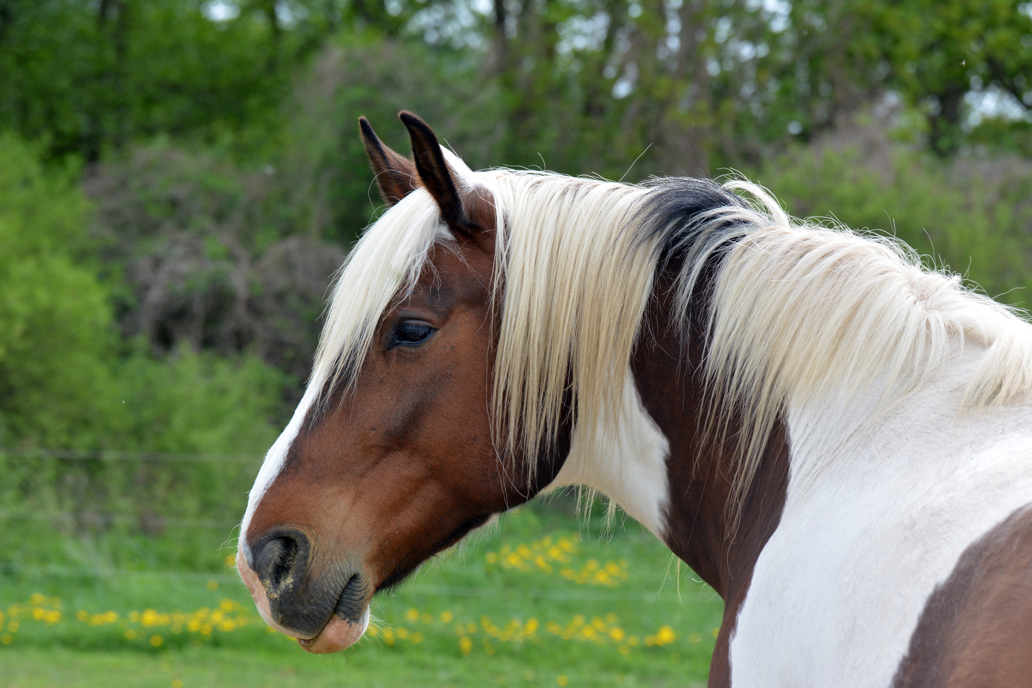 Nikon D5200 sample photo. Portrait of a horse photography