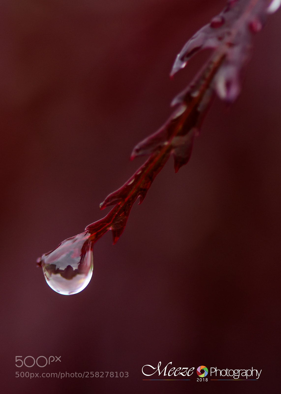 Nikon D750 sample photo. Dew drop photography
