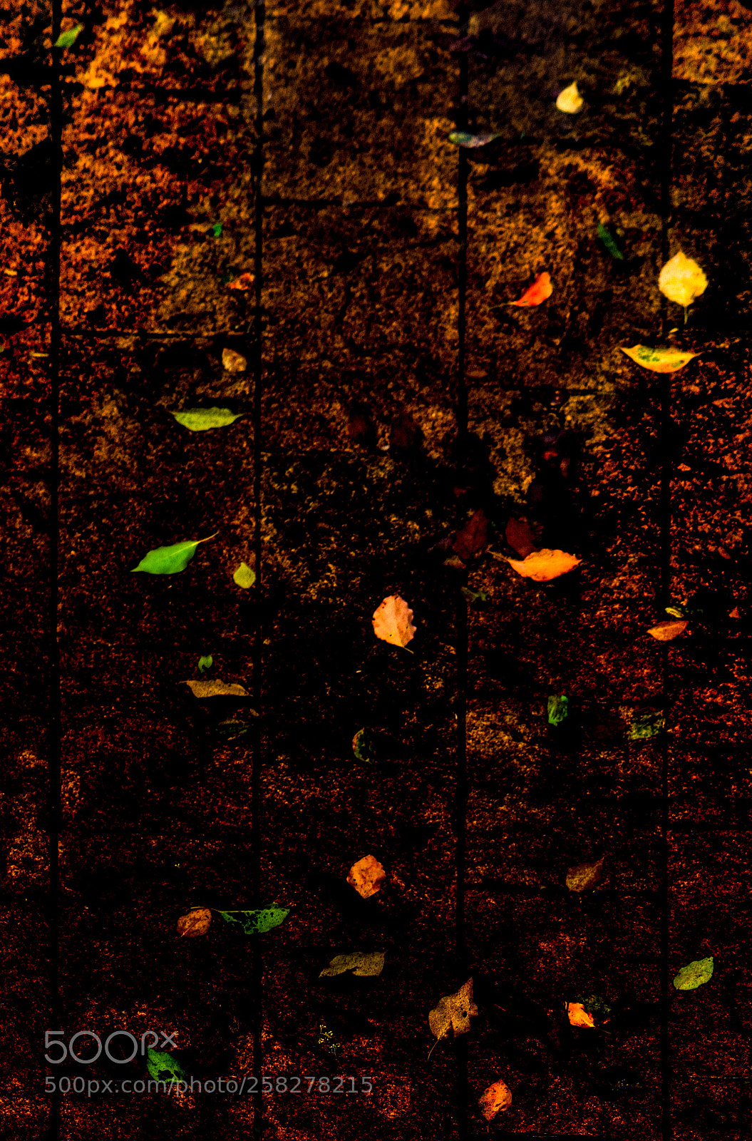 Sony a6000 sample photo. Fallin fallin leaves photography