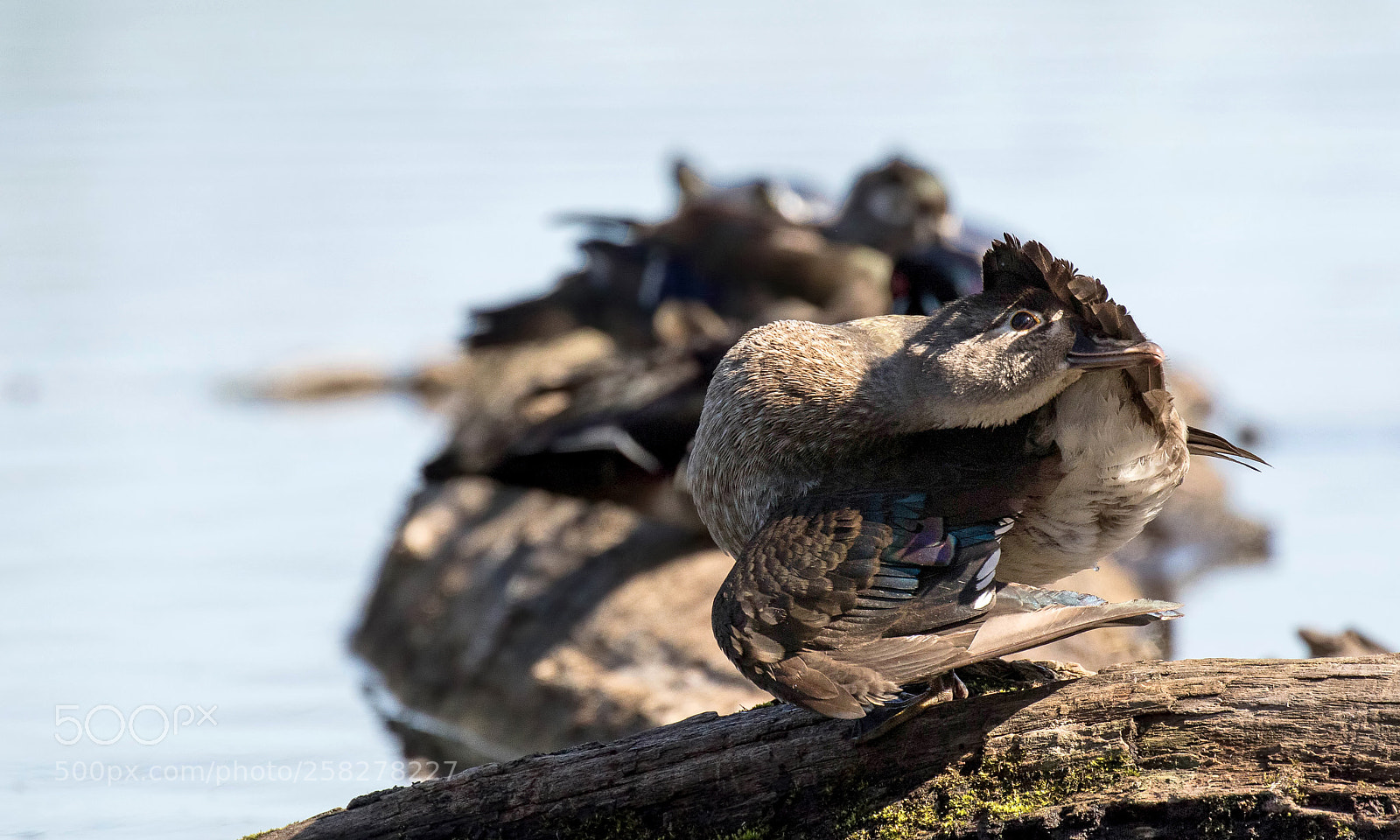 Canon EOS 7D Mark II sample photo. The contortionist photography