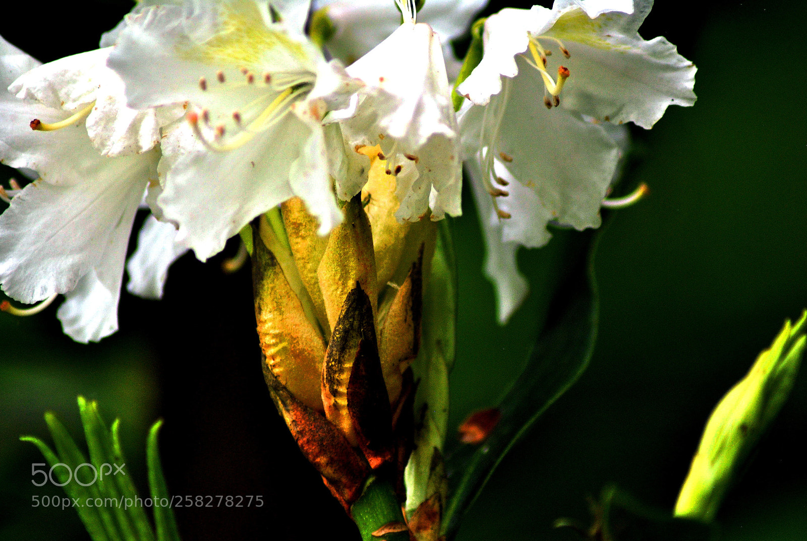 Nikon D3000 sample photo. White   gold photography