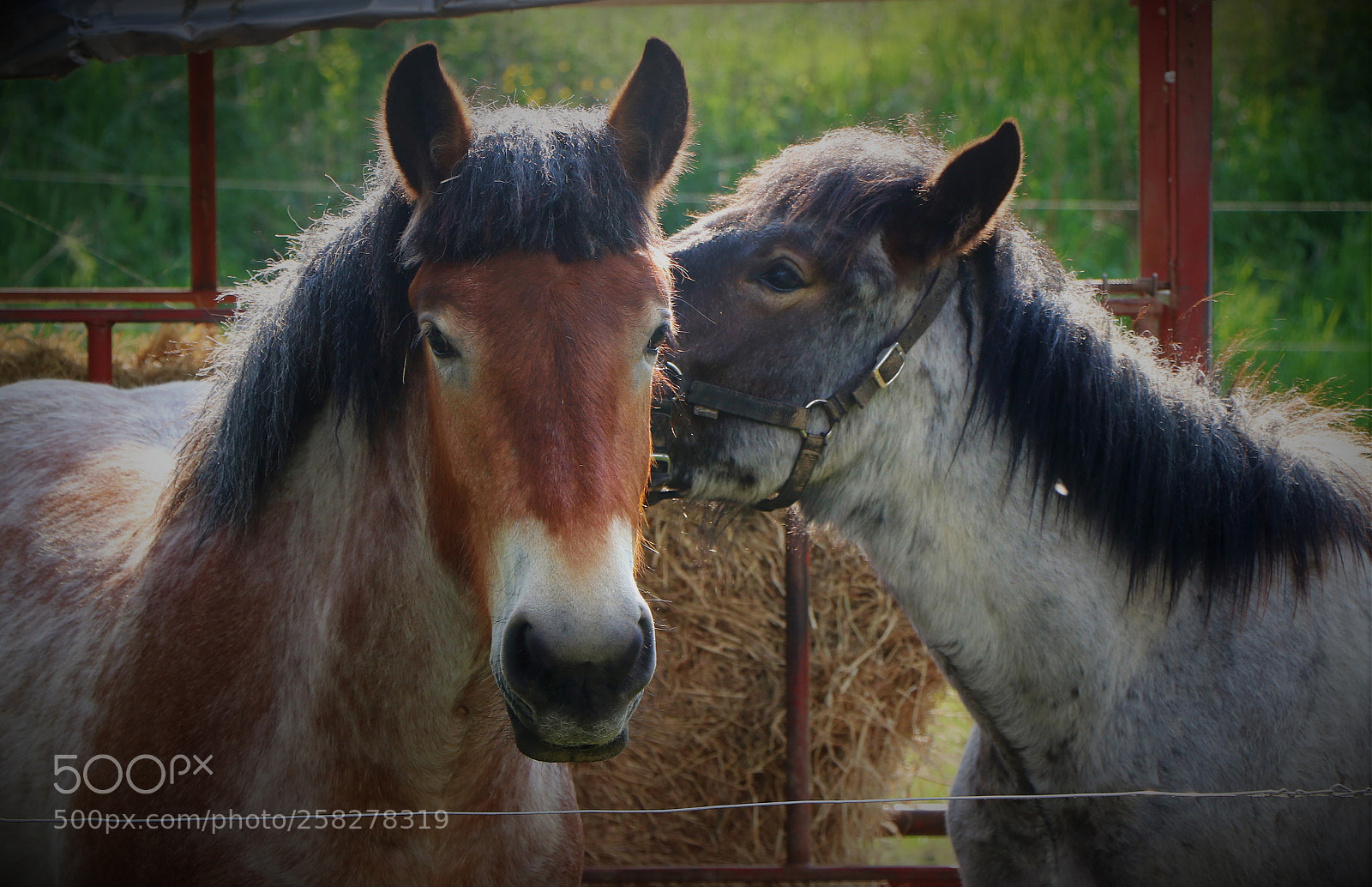 Canon EOS 80D sample photo. Img photography