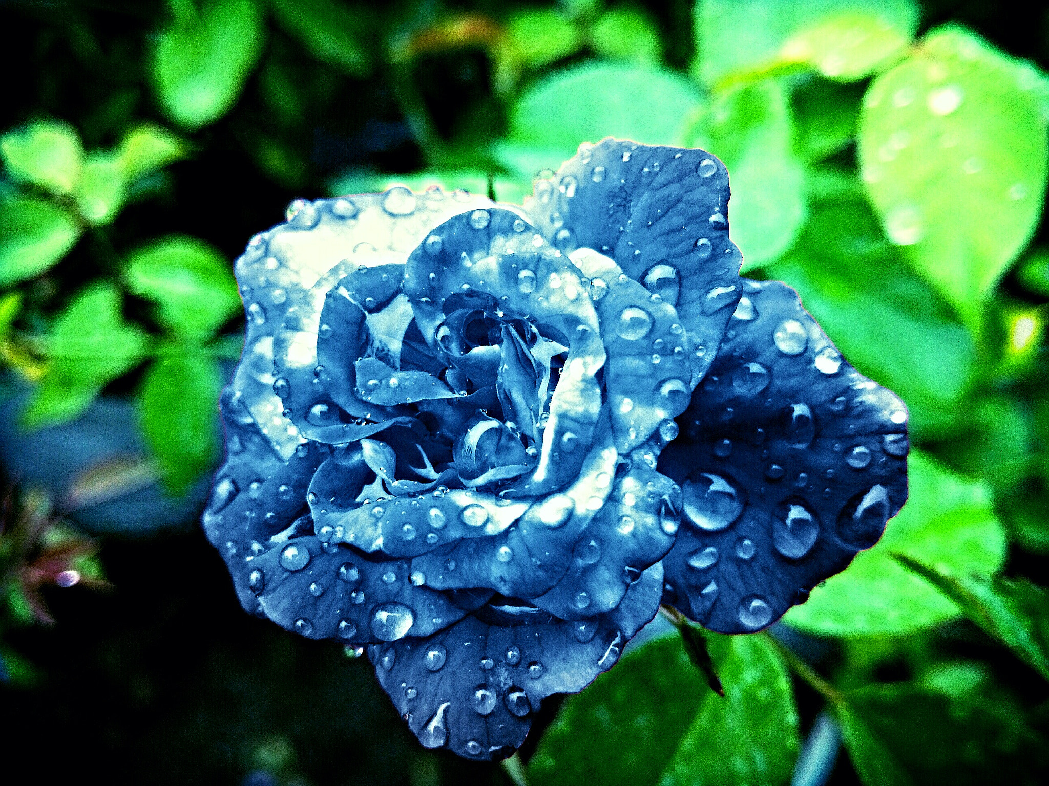 HUAWEI GR5 sample photo. Blue rose photography