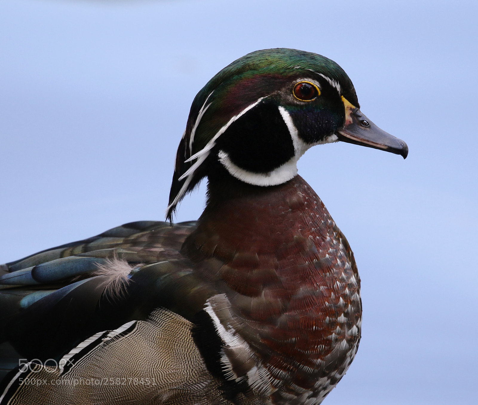 Canon EOS 7D Mark II sample photo. Delightful duck photography