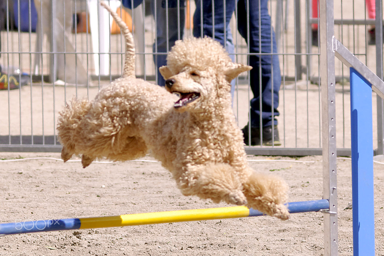 Nikon D90 sample photo. Flying dog 6 photography