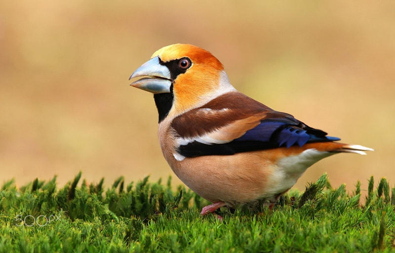 Canon EF 100-400mm F4.5-5.6L IS USM sample photo. Motley grosbeak coccothraustes coccothraustes photography