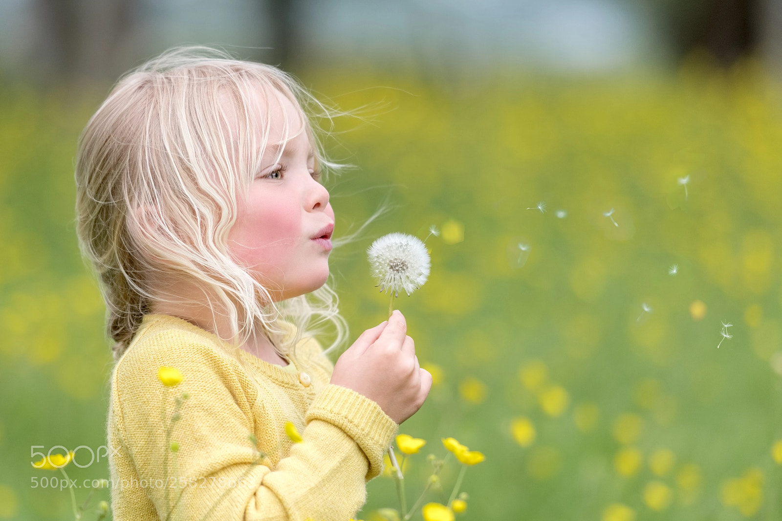 Nikon D850 sample photo. So many little dreams photography