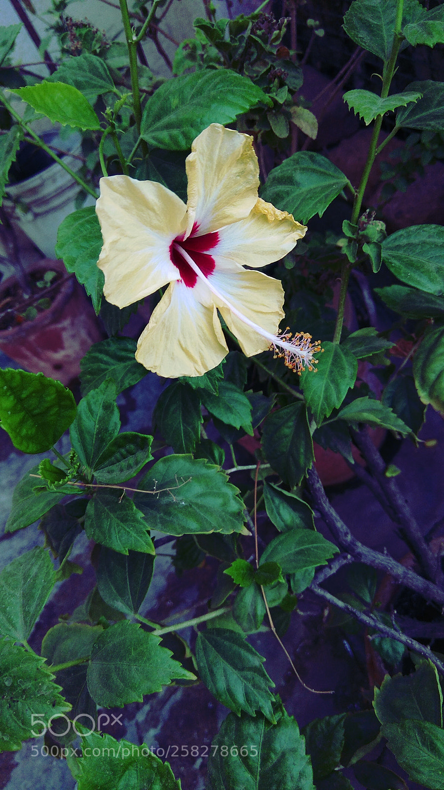 Xiaomi Redmi Note 4 sample photo. Untitled photography