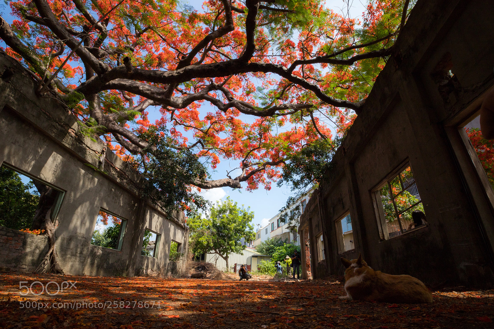 Canon EOS 6D Mark II sample photo. Untitled photography