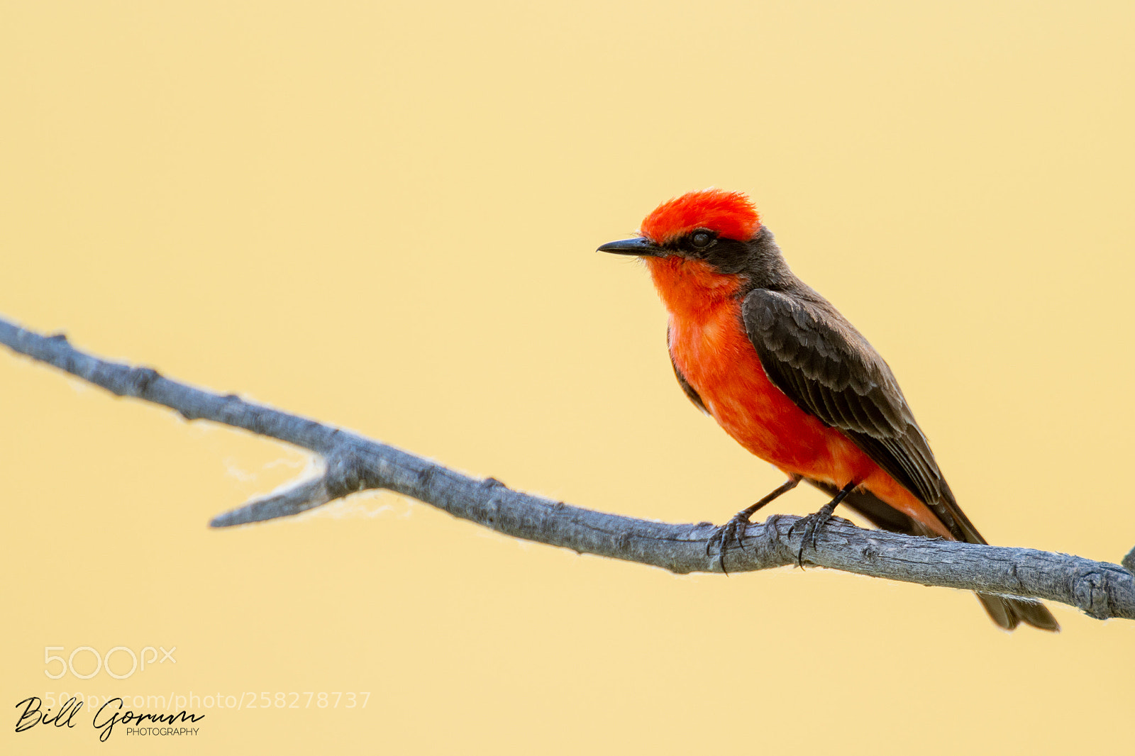 Nikon D500 sample photo. Vermilion flycatcher photography