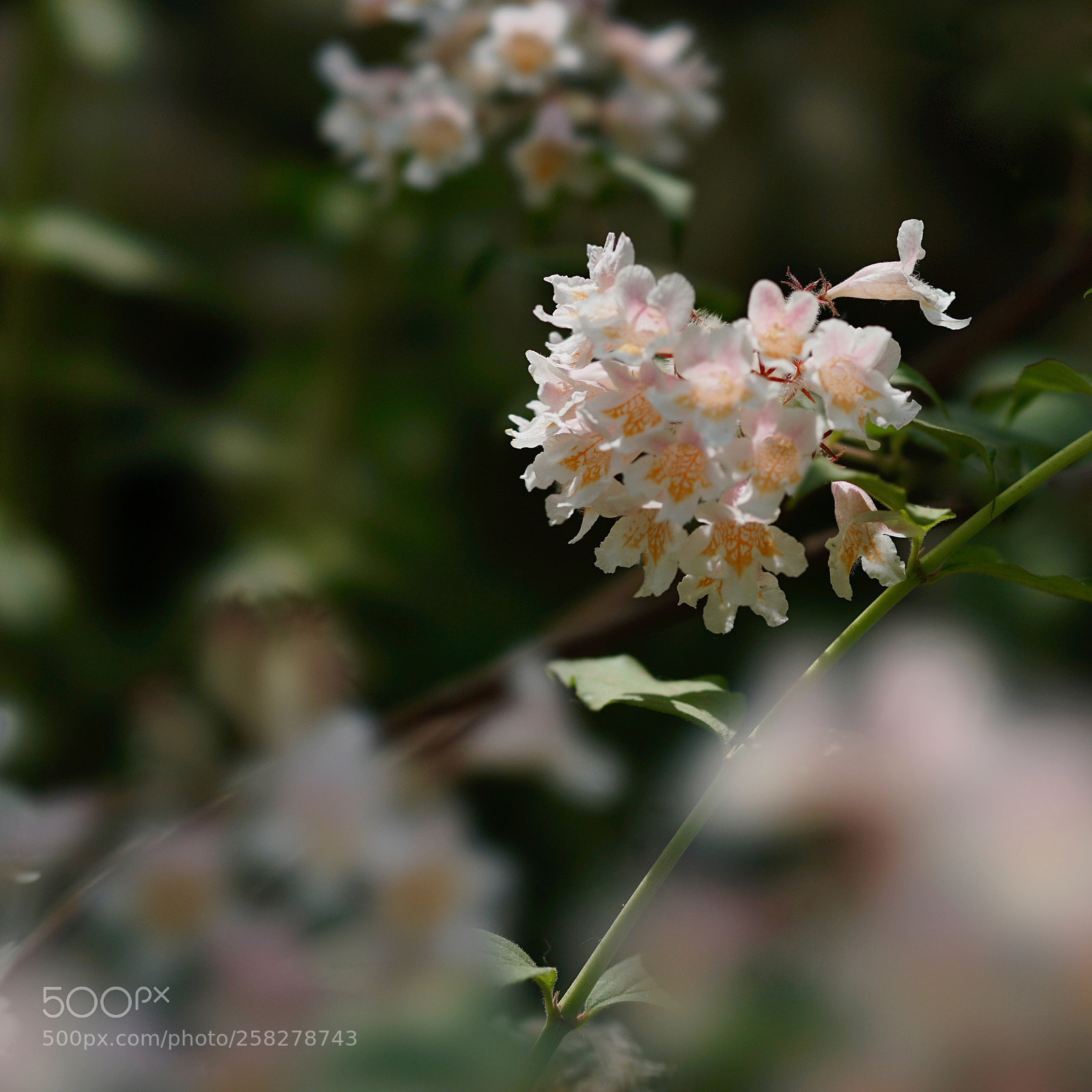 Sony a7 II sample photo. 蝟實⋯ photography