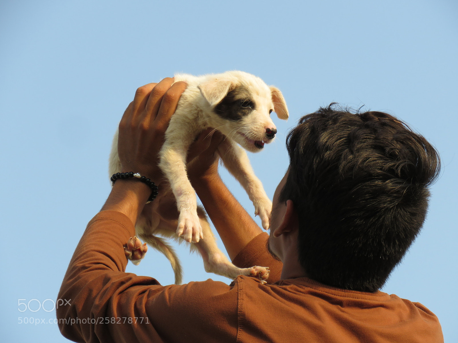 Canon PowerShot SX60 HS sample photo. Cute puppy photography