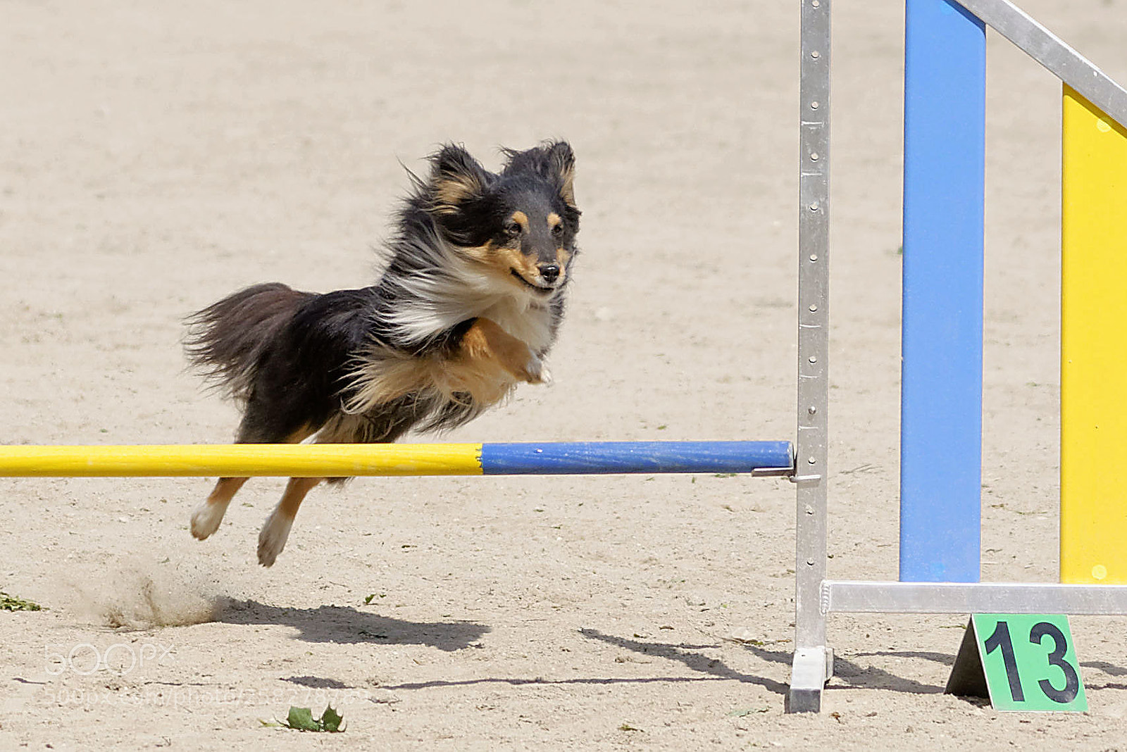Nikon D90 sample photo. Flying dog 5 photography