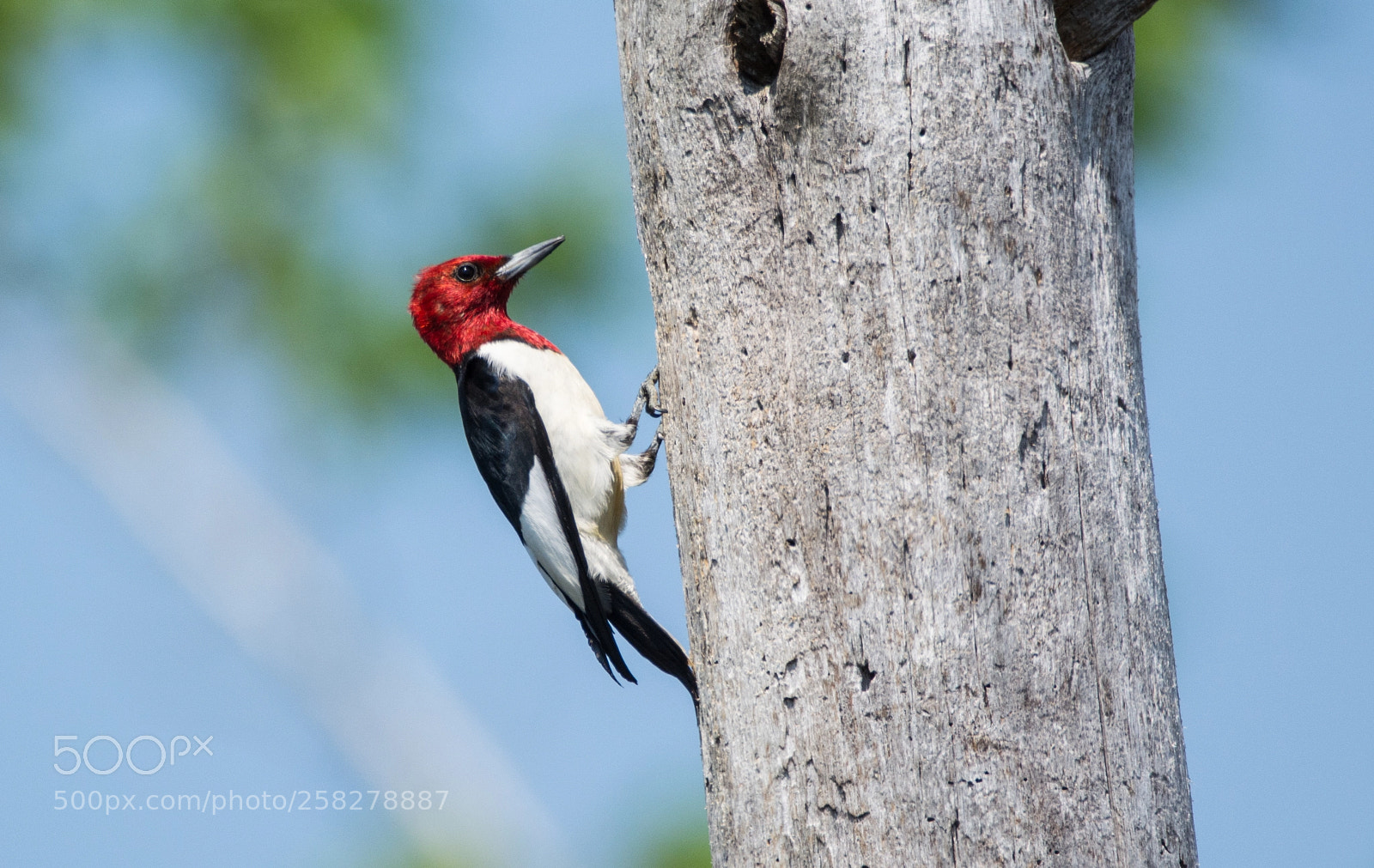 Nikon D5200 sample photo. Red-headed woodpecker in tree photography