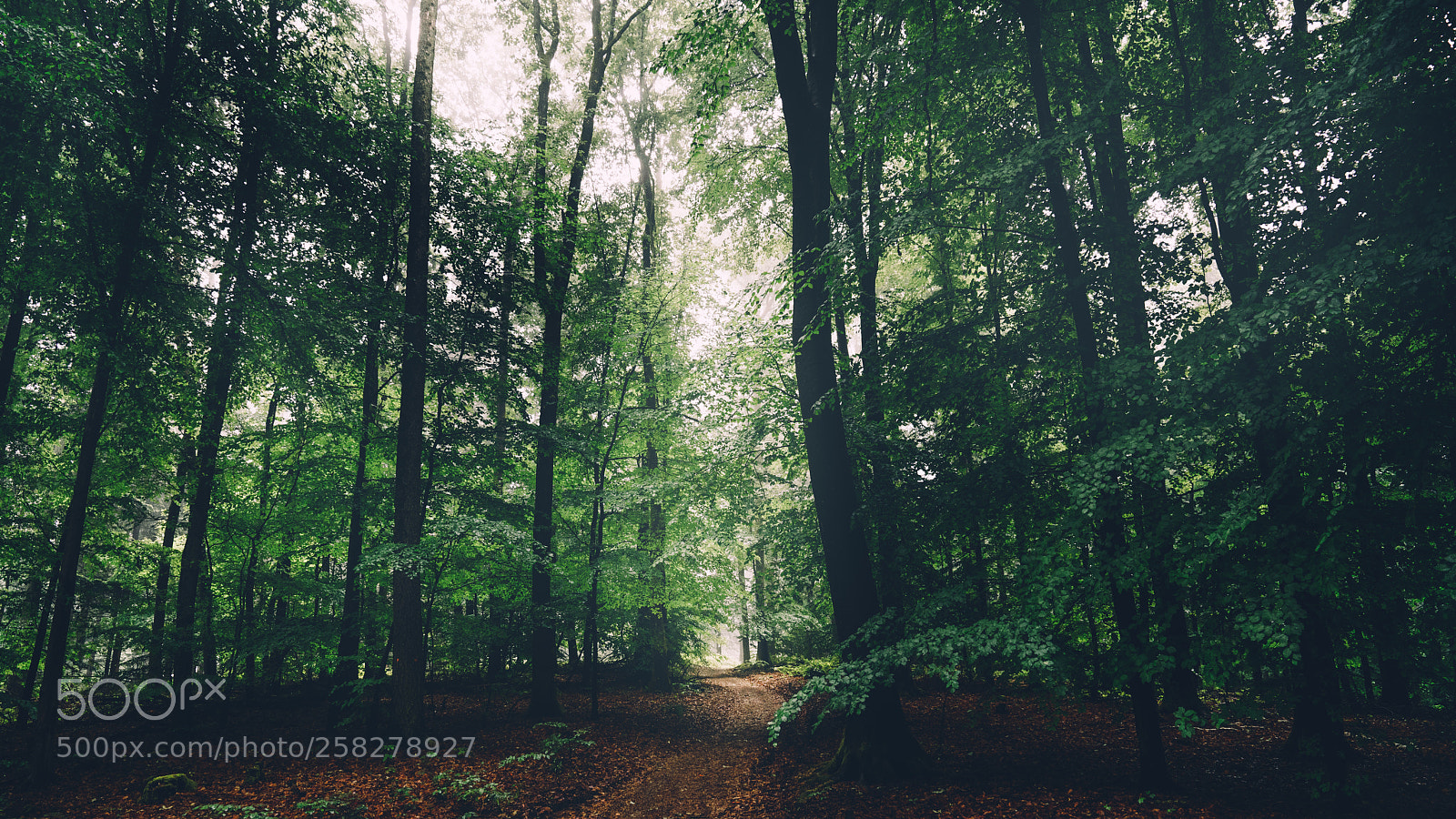 Sony a7R II sample photo. Hiking trail photography
