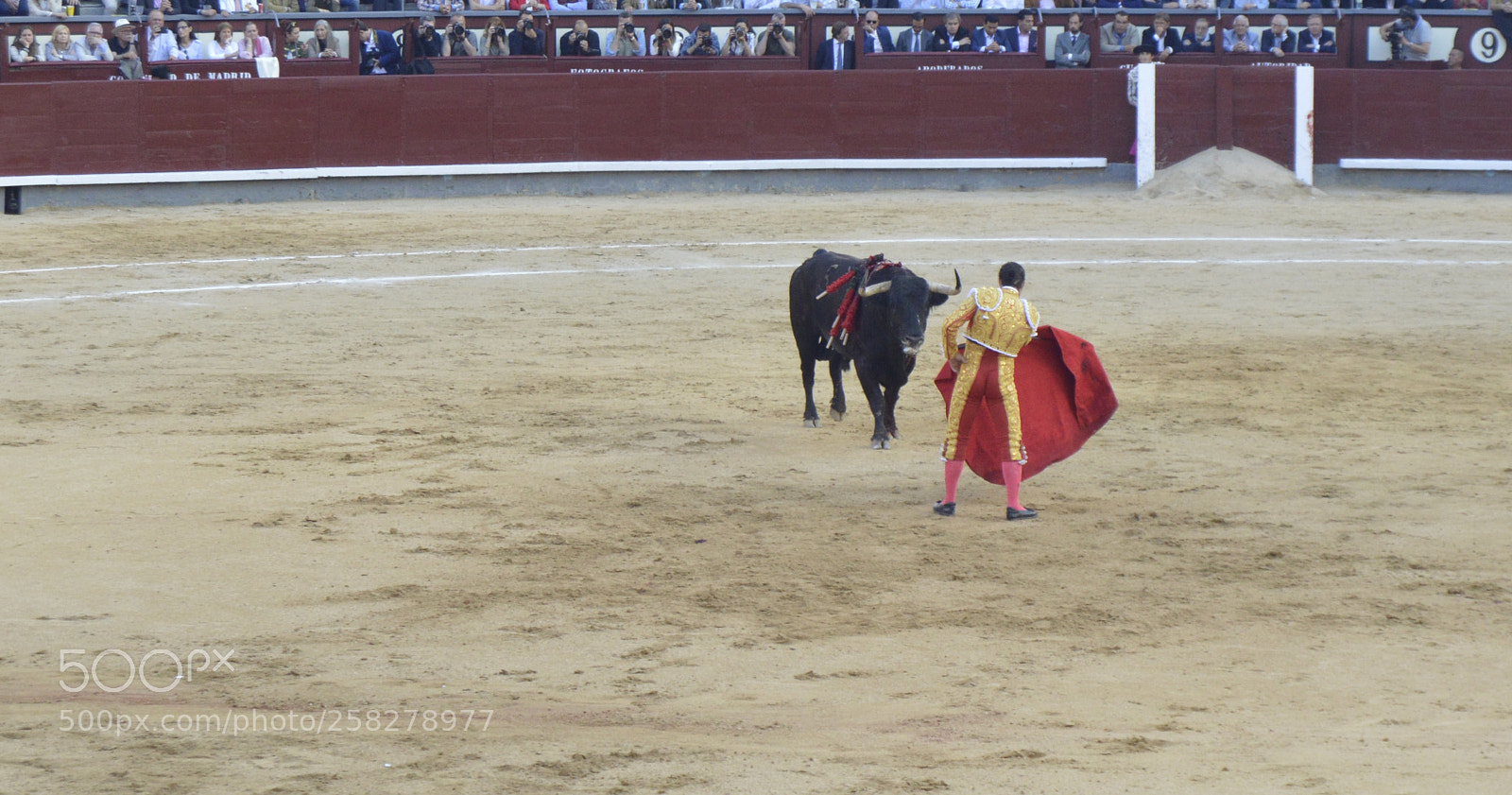 Nikon D3200 sample photo. De grana y oro photography