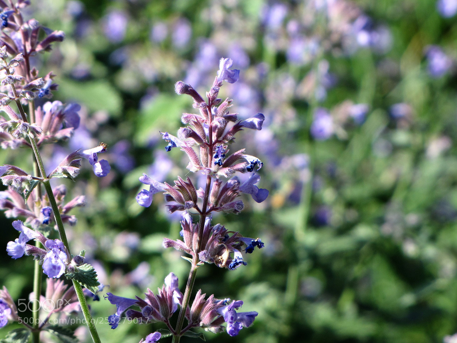 Canon PowerShot SX10 IS sample photo. Lavender in summer photography