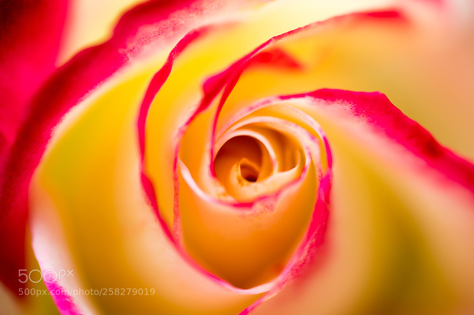 Sony a7 sample photo. Rose photography