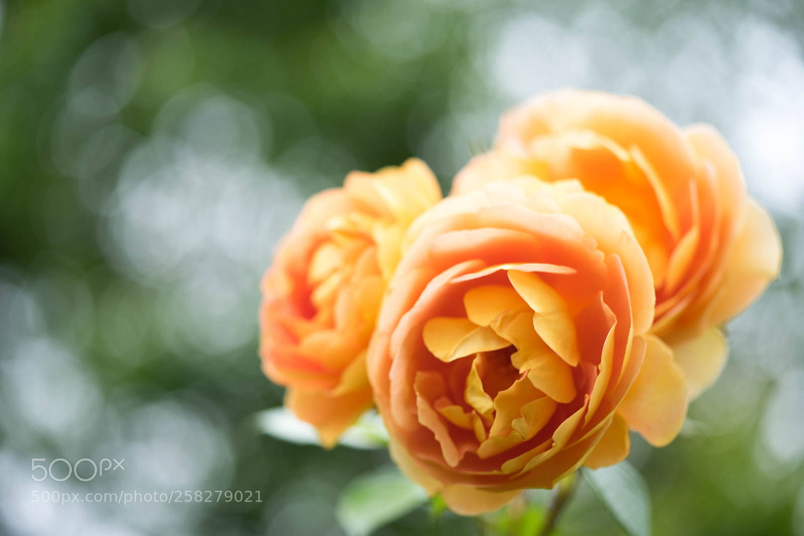 Sony a7 sample photo. Rose photography