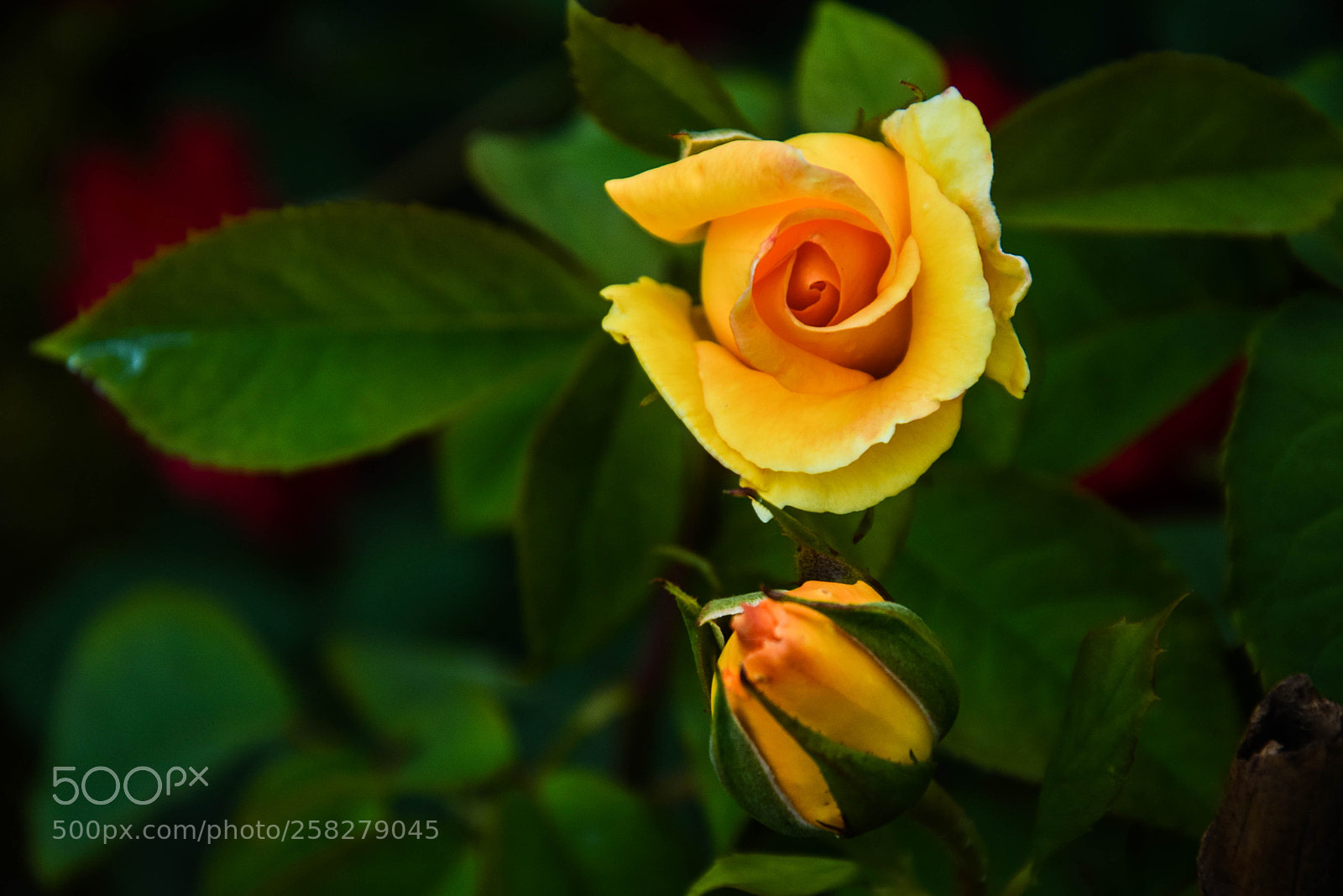 Nikon D5300 sample photo. Yellow roses photography