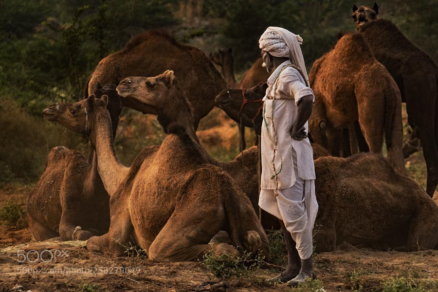 Sony a7 sample photo. Pushkar mela. rajasthan photography