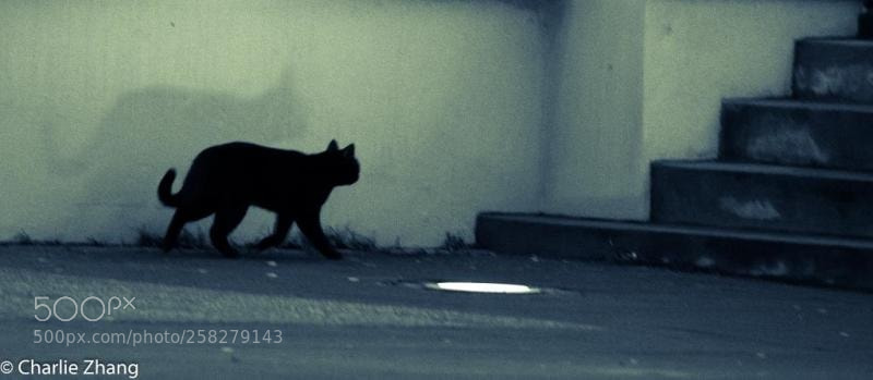 Canon EOS-1D X sample photo. Untitled photography