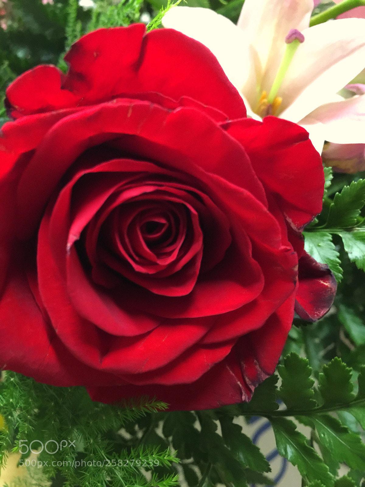 Apple iPhone 6 Plus sample photo. Today’s flower ?  photography