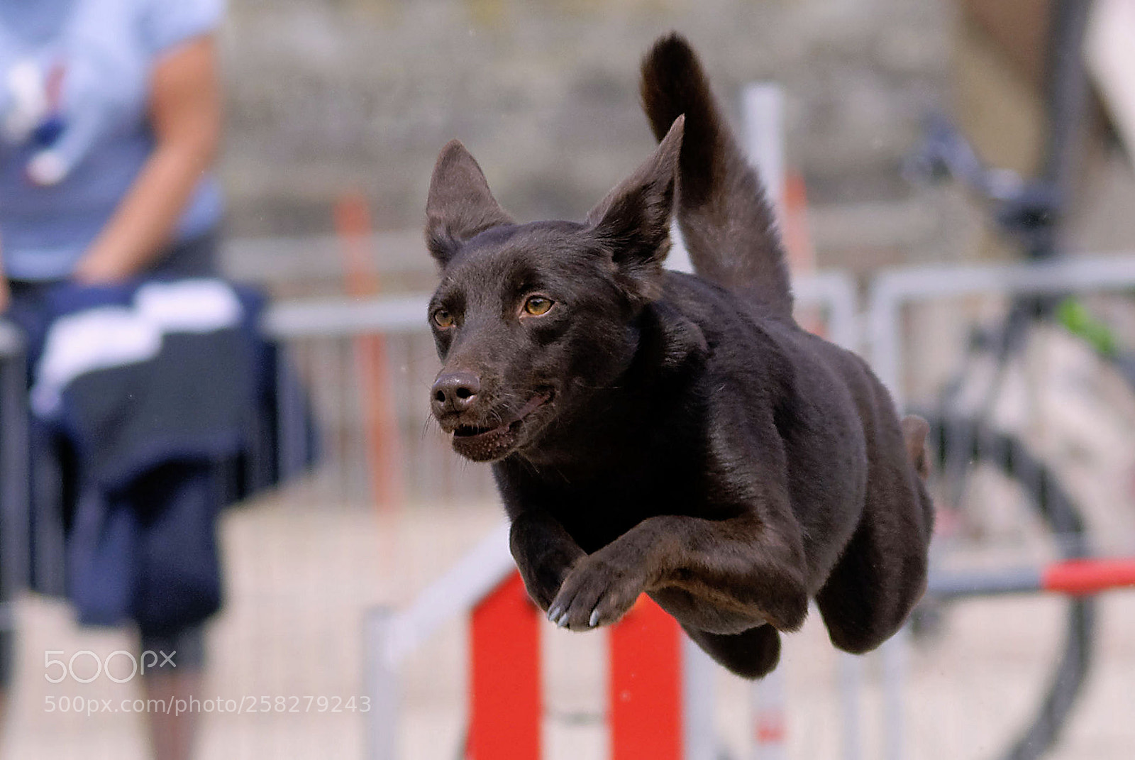Nikon D90 sample photo. Flying dog 4 photography