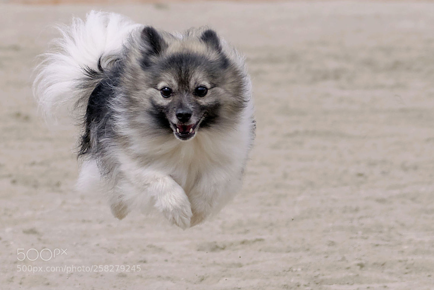 Nikon D90 sample photo. Flying dog 3 photography