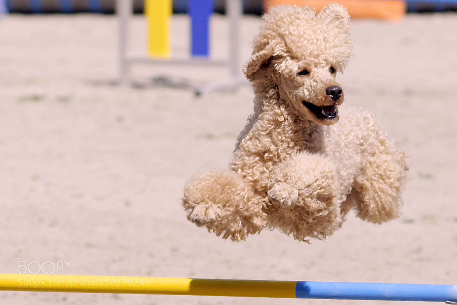 Nikon D90 sample photo. Flying dog 1 photography
