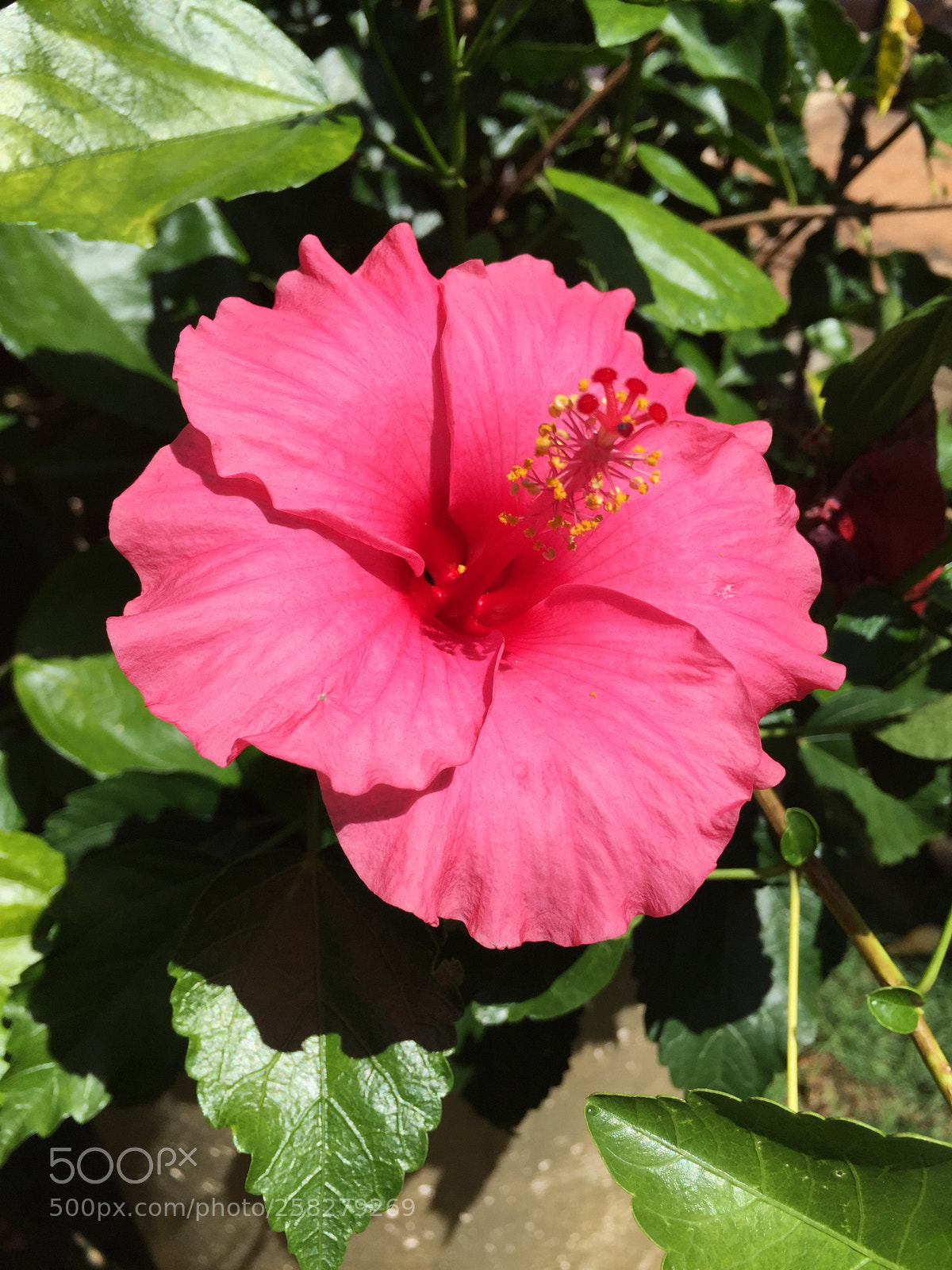 Apple iPhone 6 sample photo. Ibisco  photography